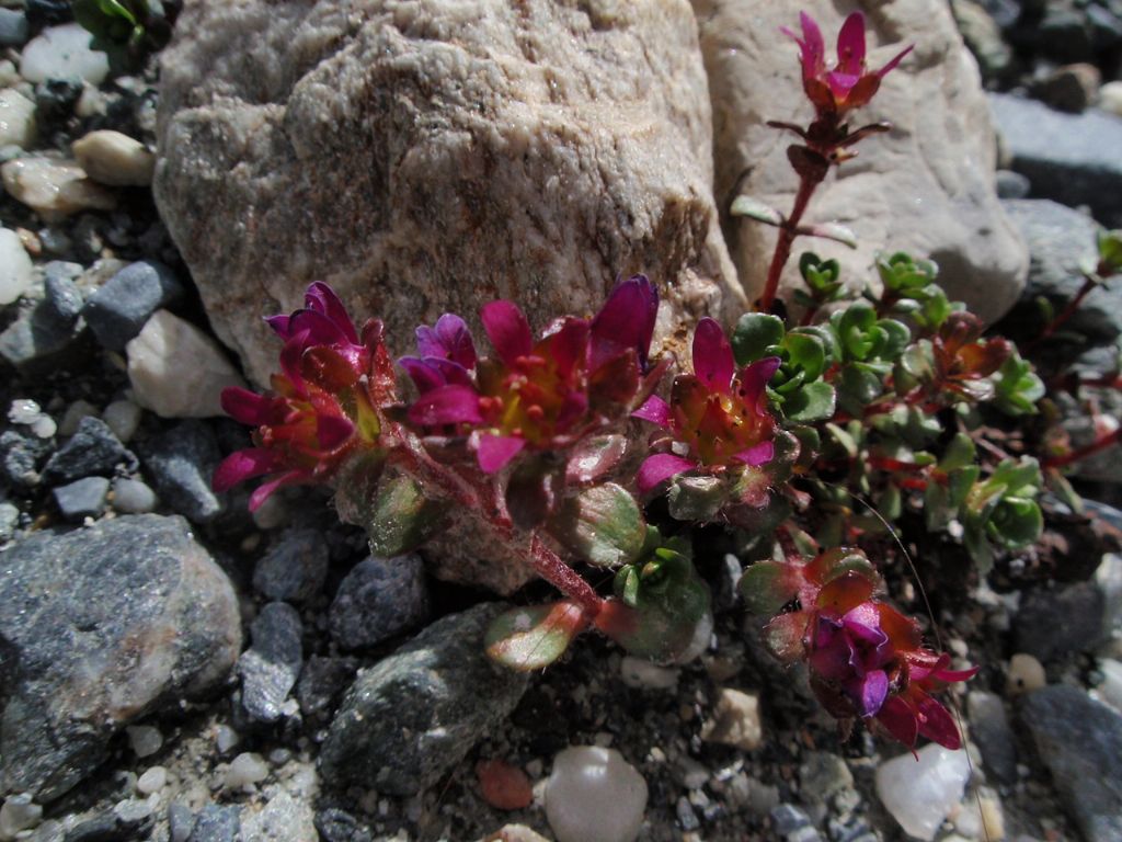 Saxifraga biflora / Sassifraga biflora